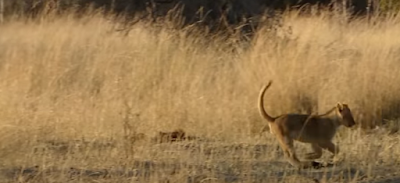 Lion Cub running