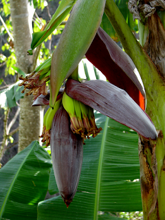 Banana Flower