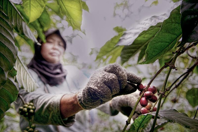 Kopi Gading Cempaka Kopi Legendaris Bengkulu