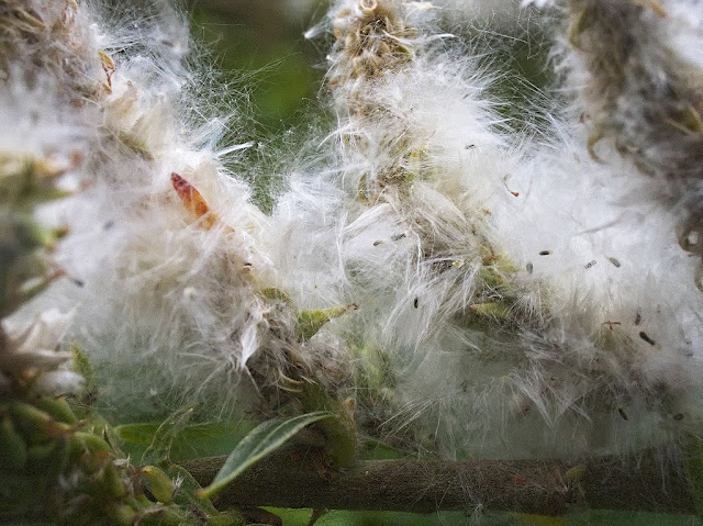 Close up of white willow seeds