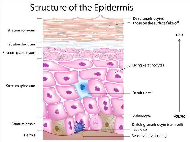 Sistem Integumen Epidermis