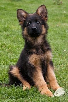 Cute Puppy And Dog 3 Top Cute Amazing German Shepherd Puppies