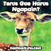 DP BBM Gambar Kata Lucu