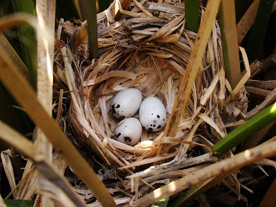 alt="nido de varillero alas amarillas,aves de Mendoza,Agelasticus thilius"