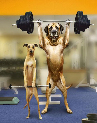 Funny Weightlifting Dogs