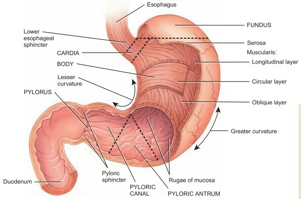 Cellular structure of stomach, Aas,Meranazarya, stomach