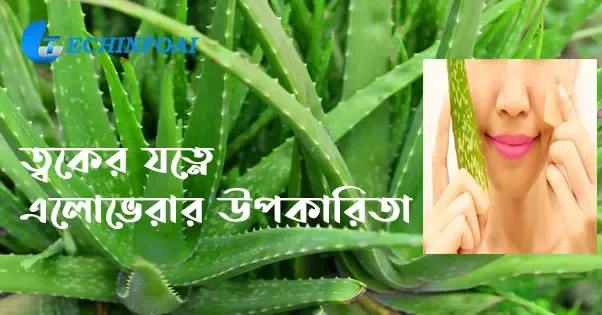 ত্বকের যত্নে এলোভেরার উপকারিতা