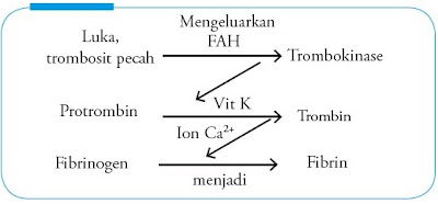 Proses pembekuan darah