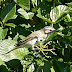 September's first new visitors in the backyard,,,