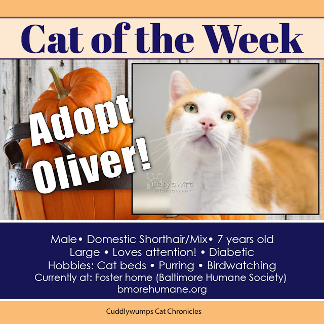 Adopt Oliver!