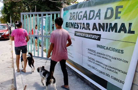 Impulsa el gobierno de Puerto Morelos la cultura del bienestar animal