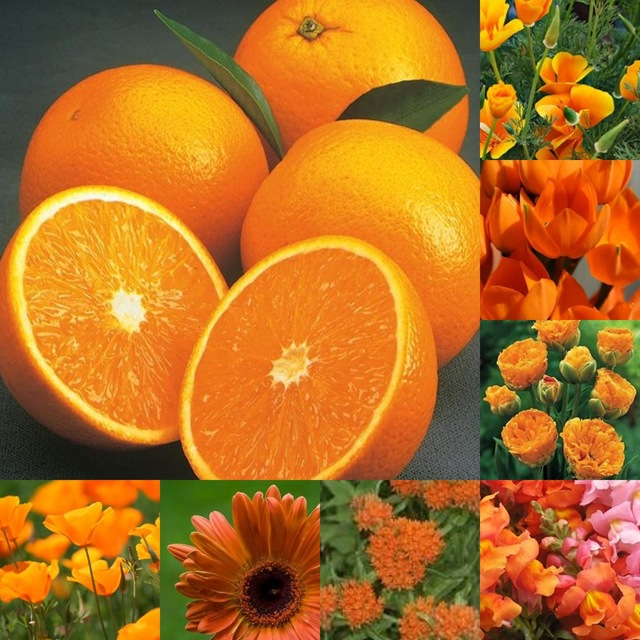 orange collage