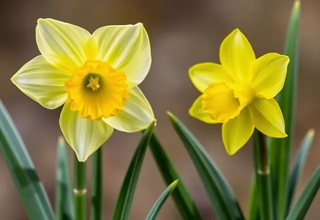 March Birth month Flowers Chart - Daffodil and Jonquil Flowers