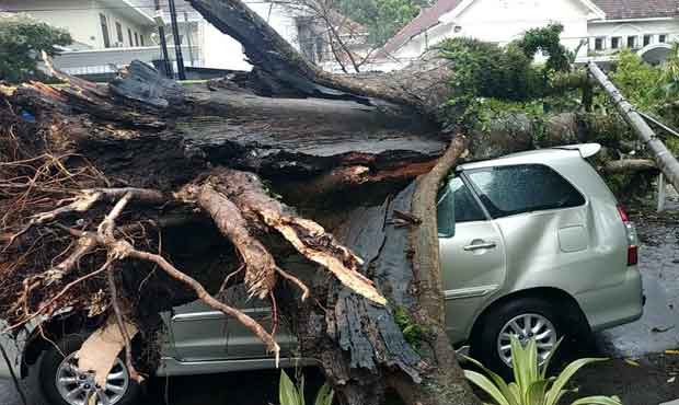 Hujan Deras Disertai Angin Kencang , 22 Pohon Tumbang, 4 Orang Luka 