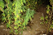 xasisofiteia_panagia_dramas_20110830_02