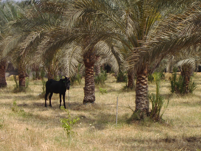 farms, farms for sale in Alsharqiya, lands, Villa, Villas, اراضى للبيع مصر, ارض للبيع, فلل, فلل للبيع, فيلا للبيع, فيلات, مزرعة فواكه, مزرعة للبيع, مزرعة ليمون نخل مانجا برتقال صيفي