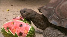 aussie zoo christmas treats