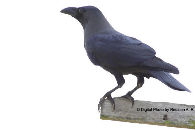 House Crow(Corvus splendens)