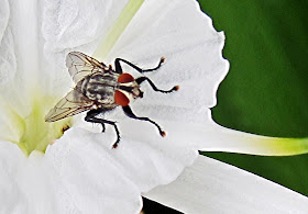 black fly with red eyes on white flower