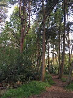 Tall trees with a dirt path between them.