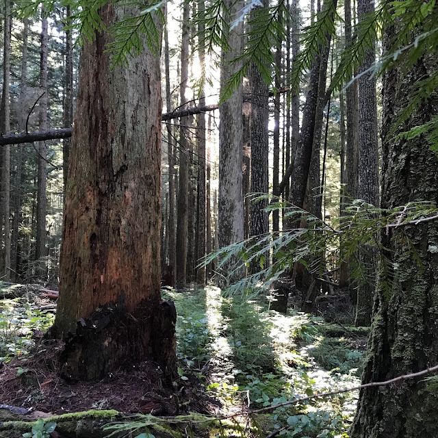Hiking, Mount Elphinstone, Sunshine Coast, BC