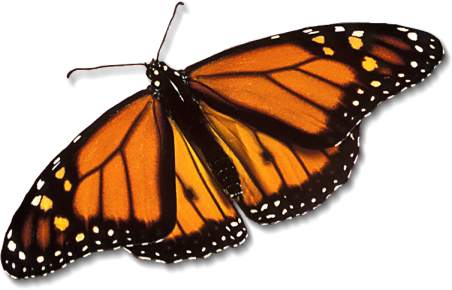 The butterfly is one of my favorite symbols Not only are these colorful 