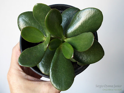 Crassula ovata