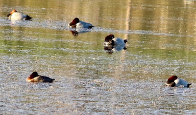 "Common Pochard - Aythya ferina, patiently abiding their time on the placid pond for their long journey back home."