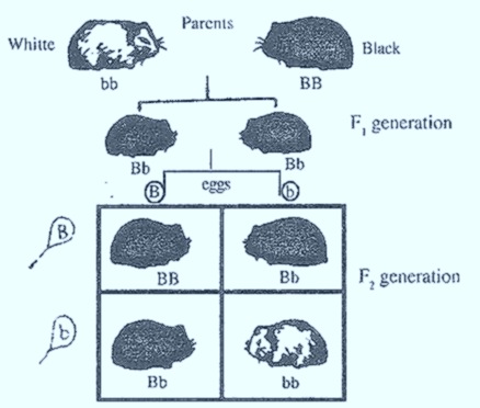 monohybrid-cross-Guinea pigs