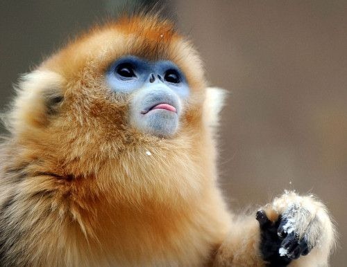 monkey-business-27