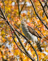 Cooper’s Hawk, immature – Oct. 2011 – photo by Dawn Huczek