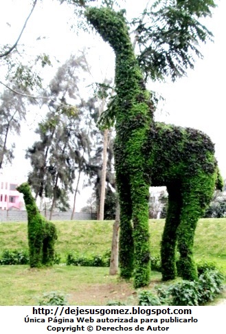 Foto de los Jirafas en Animárboles por Jesus Gómez