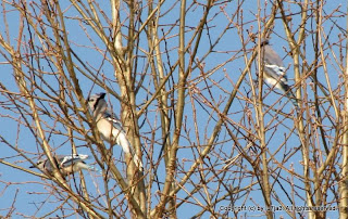 Blue Jay