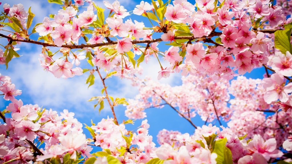 10 Gambar Wallpaper Bunga Sakura | Gambar Top 10