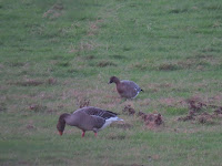 Tundra Bean Goose