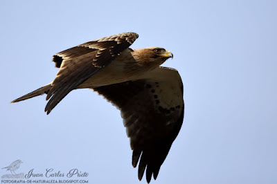 Águila Calzada - Hieraaetus Pennatus (fotografia-de-naturaleza.blogspot.com)