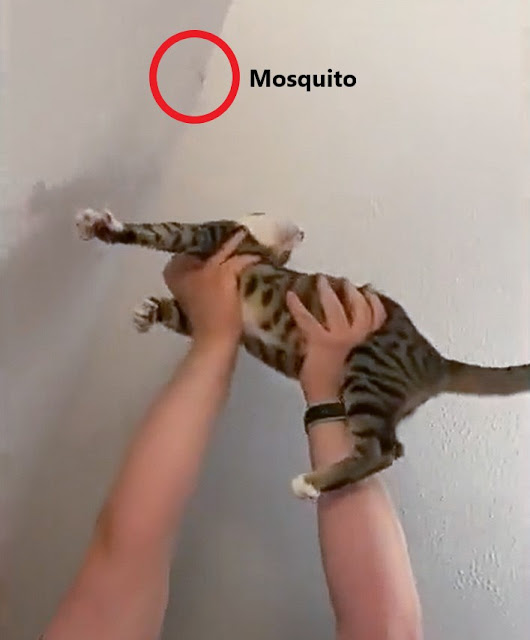 cat held up to catch a mosquito. Silly idea and it might cause a health problem for the cat.
