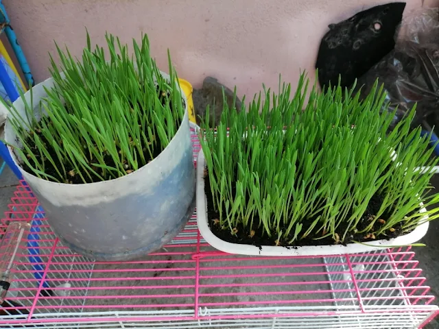 ชุดปลูกข้าวสาลีอ่อนออร์แกนิค Green Pet Grass