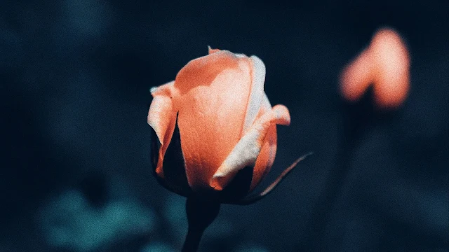 Wallpaper Close Up Rose Flower