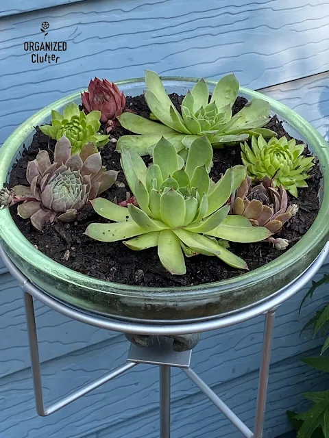 Photo of hen & chicks planted in a vintage glass insulator