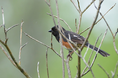 Eastern Towhee at Carden Alvar