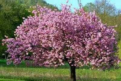 pruning magnolia trees in winter