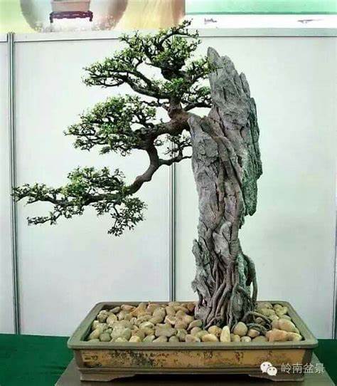 Penjing with tree hanging from the mountain top on display in hainan island China