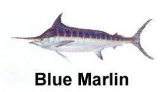 Blue Marlin аtаu Marlin Biru (Makaira nigircan)