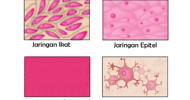 4 Jenis Jaringan  Utama Hewan  Vertebrata 