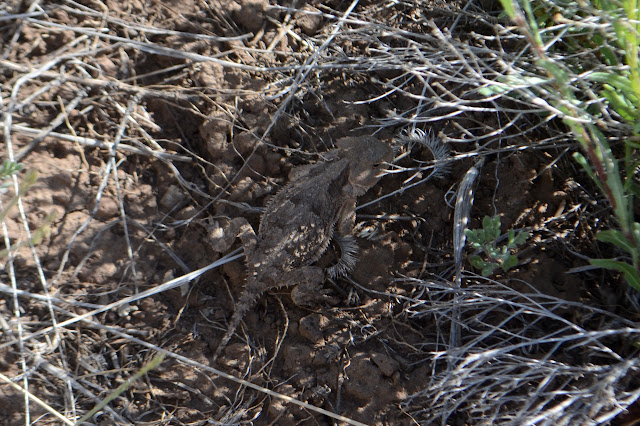 skinny horny toad lizard