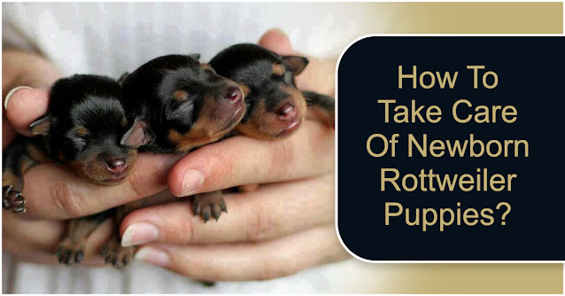 newborn-rottweiler-puppies