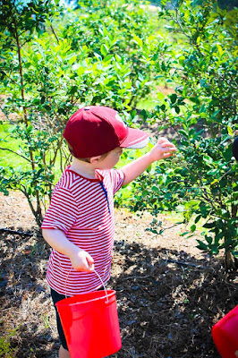 Picking blueberries at Thunderbird Farm Broken Arrow, OK