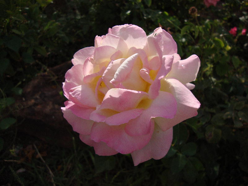 Love And Peace Rose. Peace Rose in a Wild,