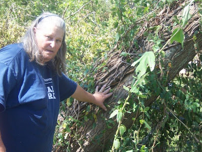 what does poison sumac rash look like. poison sumac rash images.